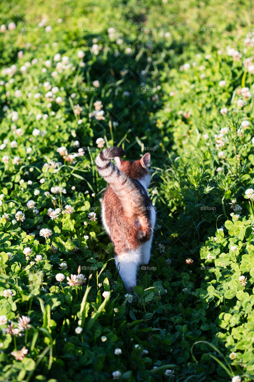 Rear view of cat walking through grass in the garden