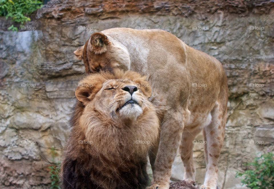 Lion and lioness in the wilderness