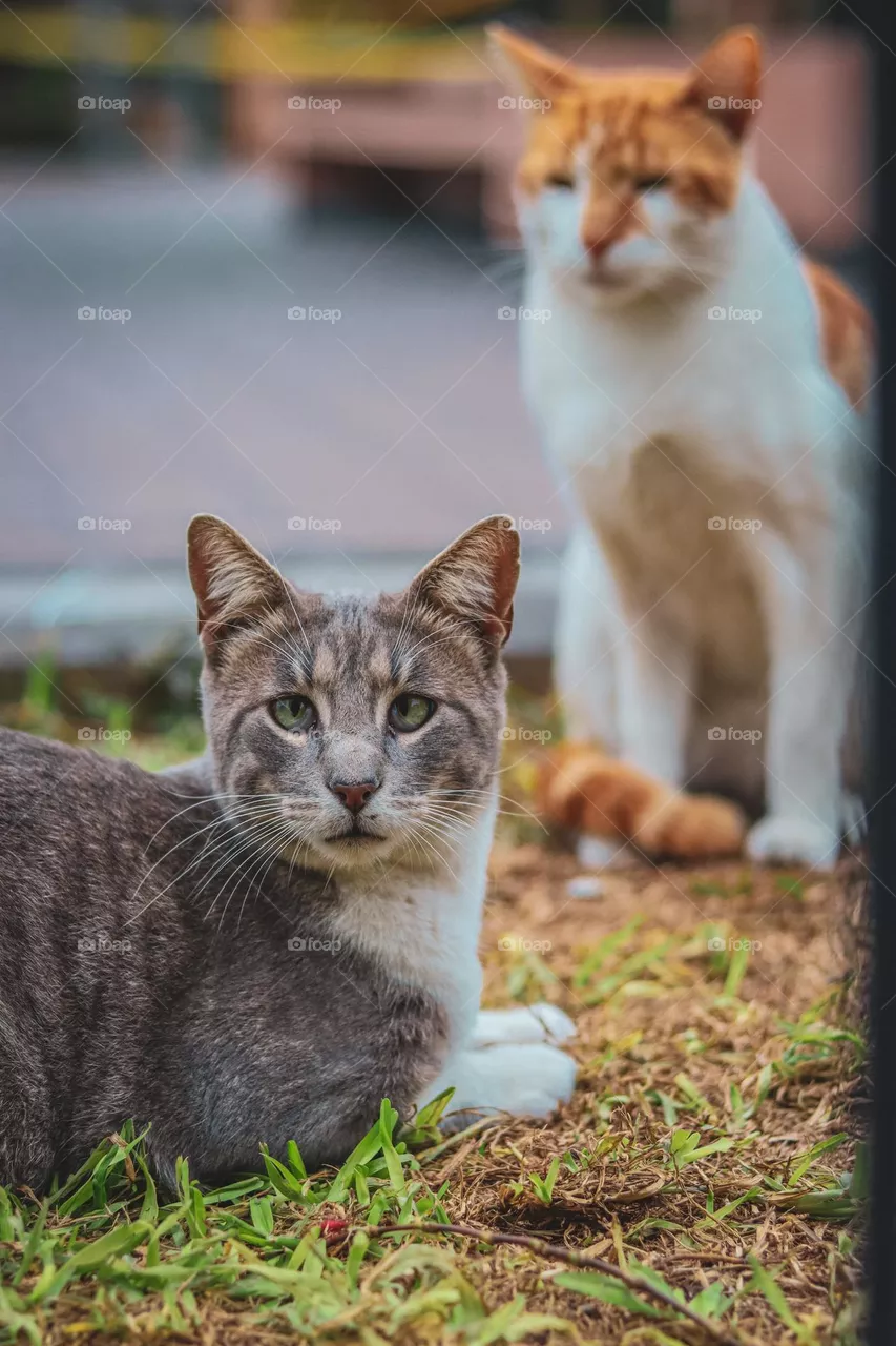 Rescued cat