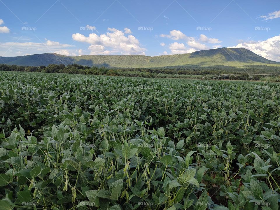 Soybean Field
