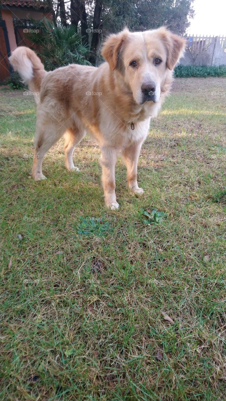 Retriever dog