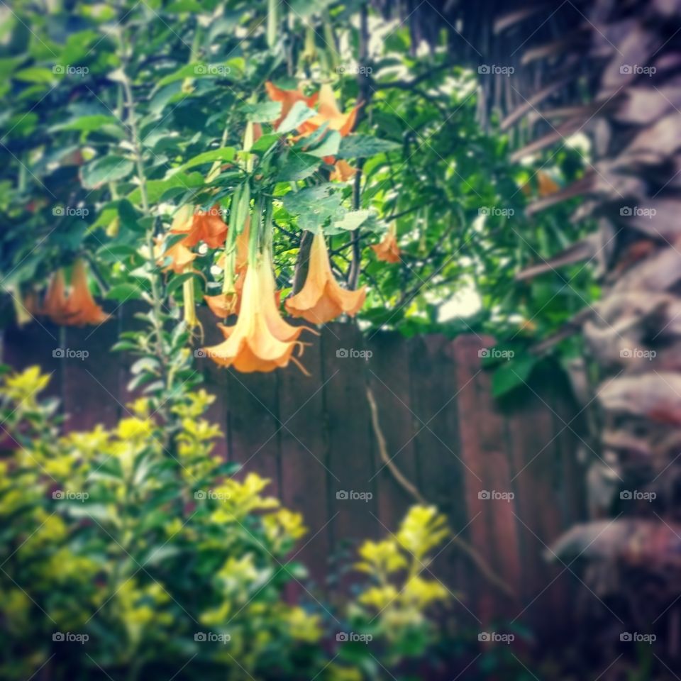 orange bell flowers