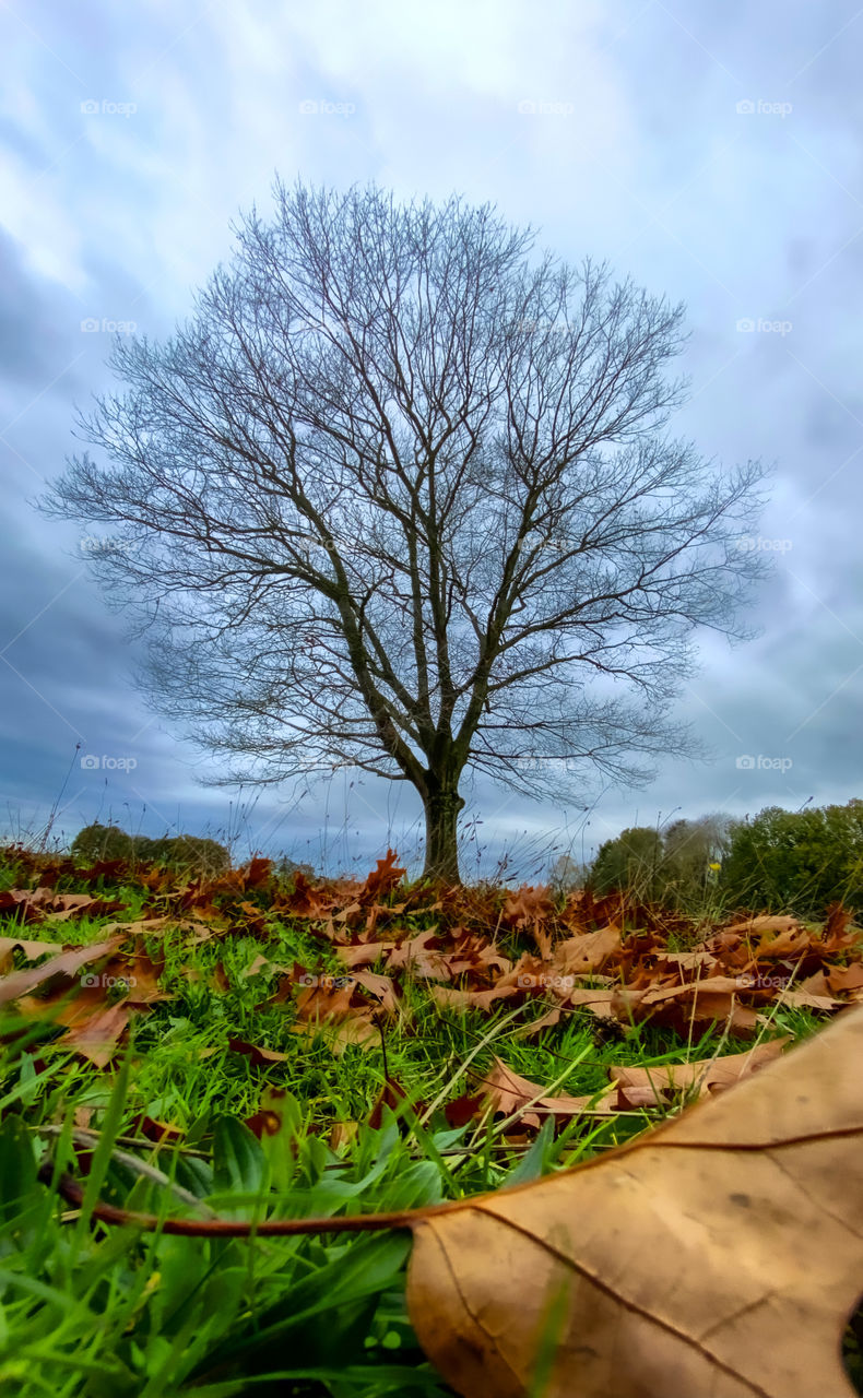 Tall bare tree in the background of colorful fall foliage against a dark cloudy treathening stormy sky