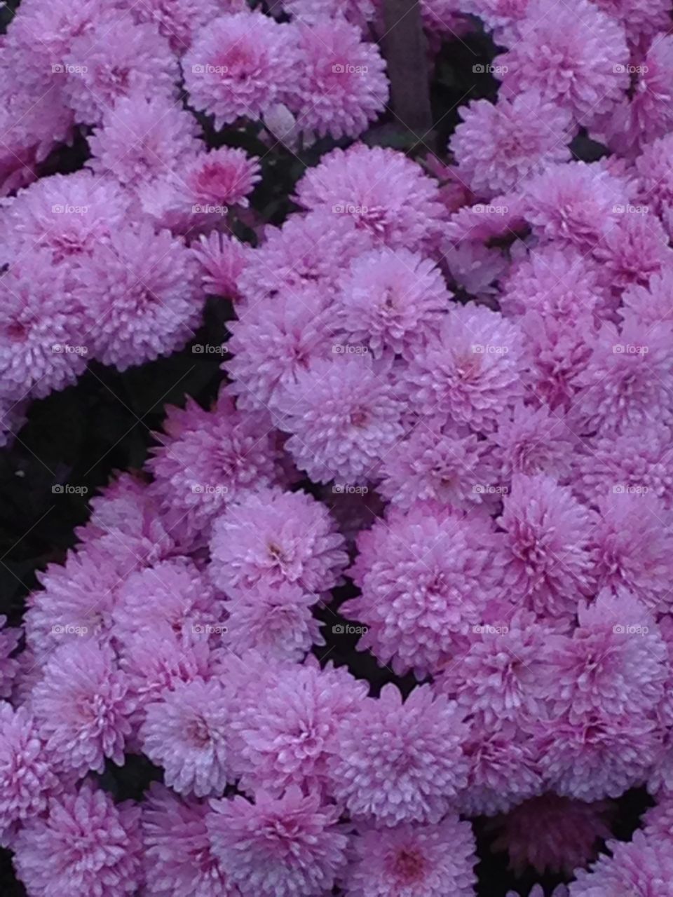 Chrysanthemum ball