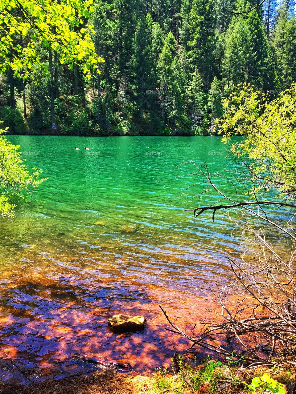 Green water at Jenkinson Lake, California
