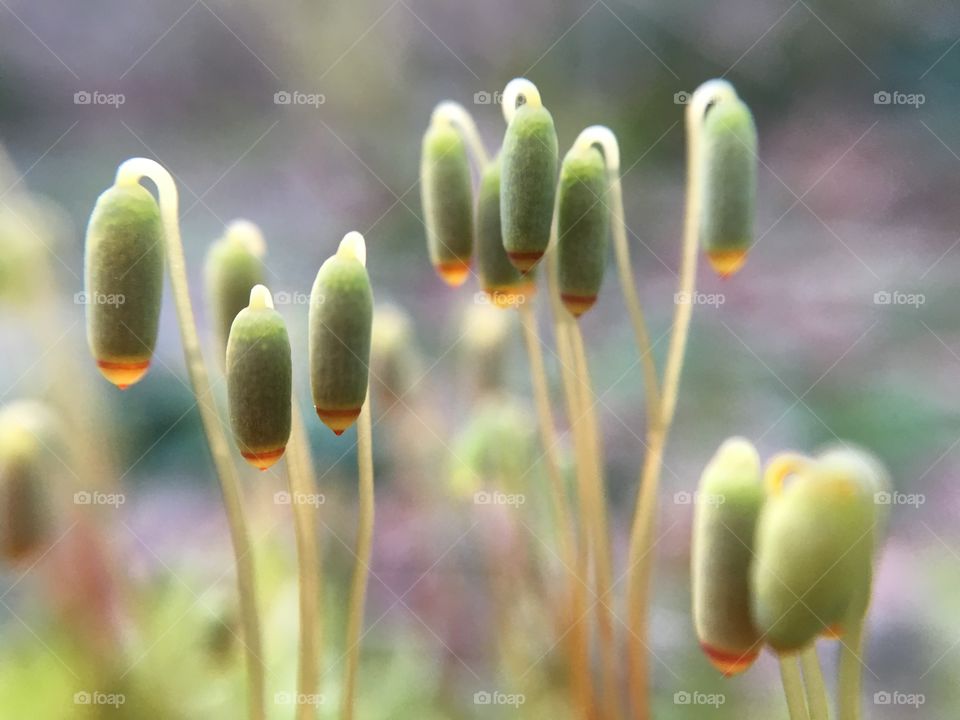Moss spore pods 