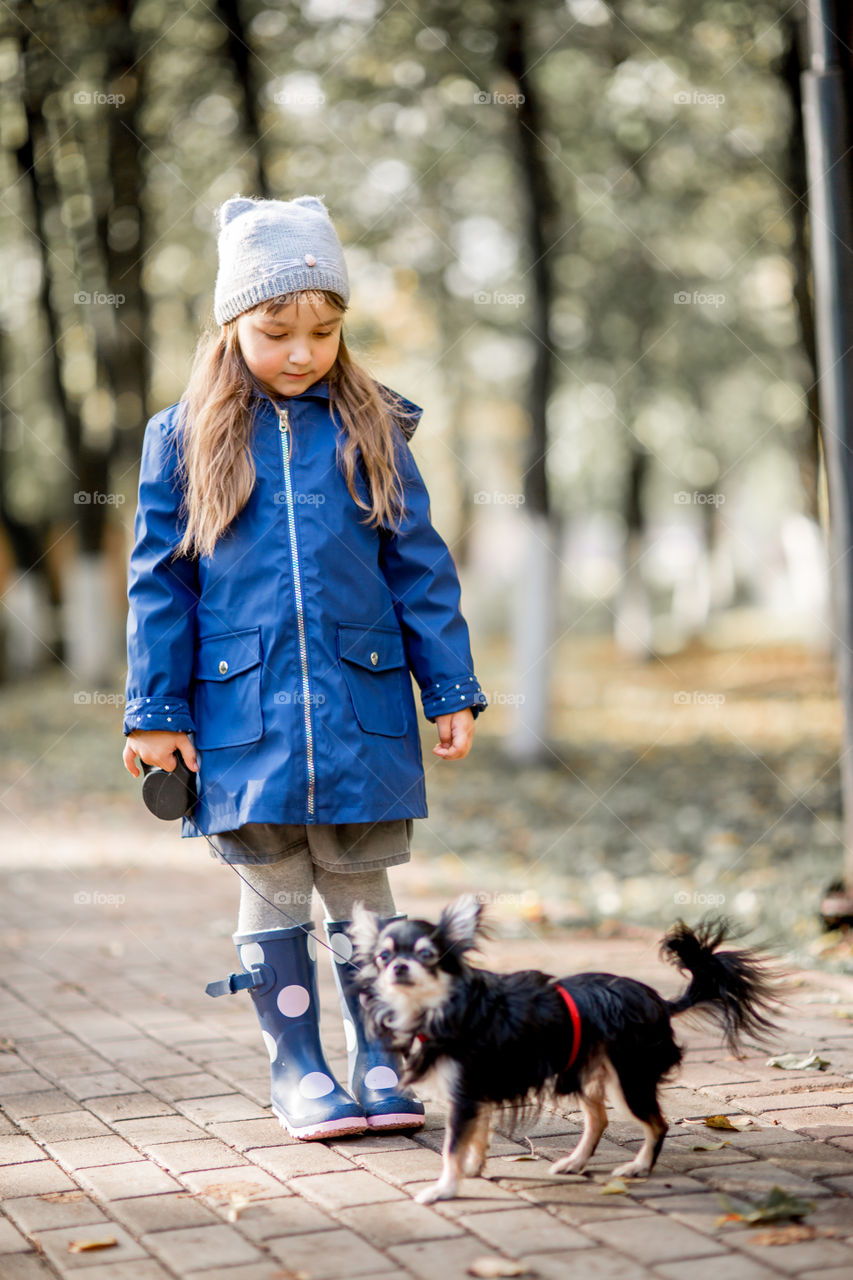 Little girl with umbrella in waterproof boots walking with chihuahua dog 