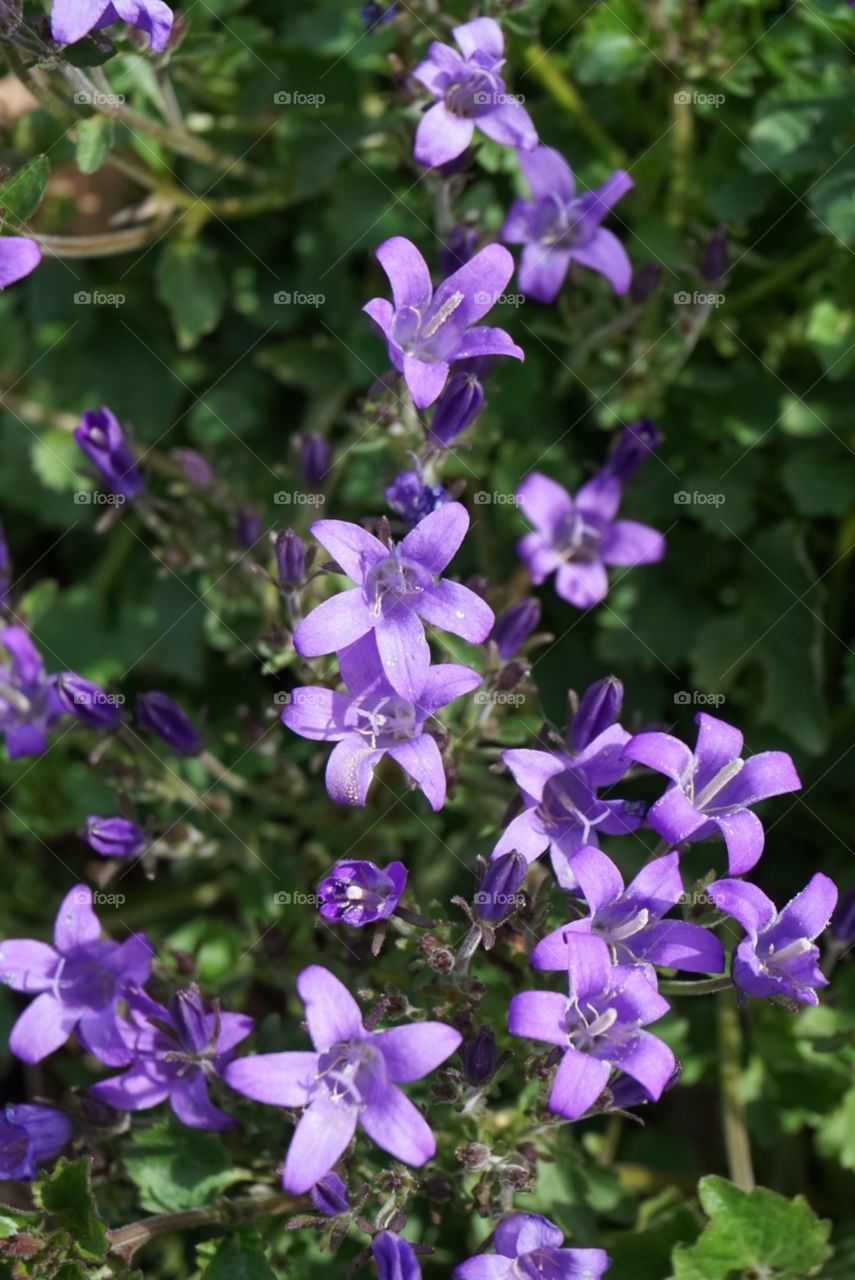 Campania Poscharskyanna Degen
Trailing Bellflower
Spring 
California flowers