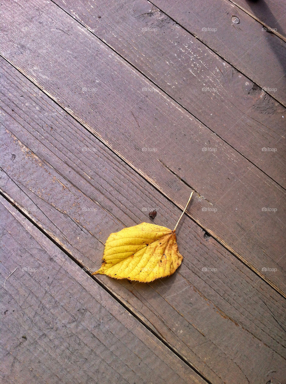 yellow alone leaf autumn by munda.net