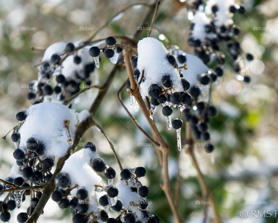 Snow and ice covered berries