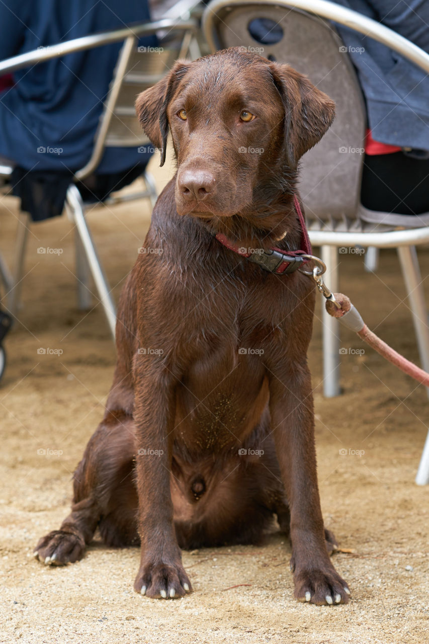 Wet Chocolate Labrador