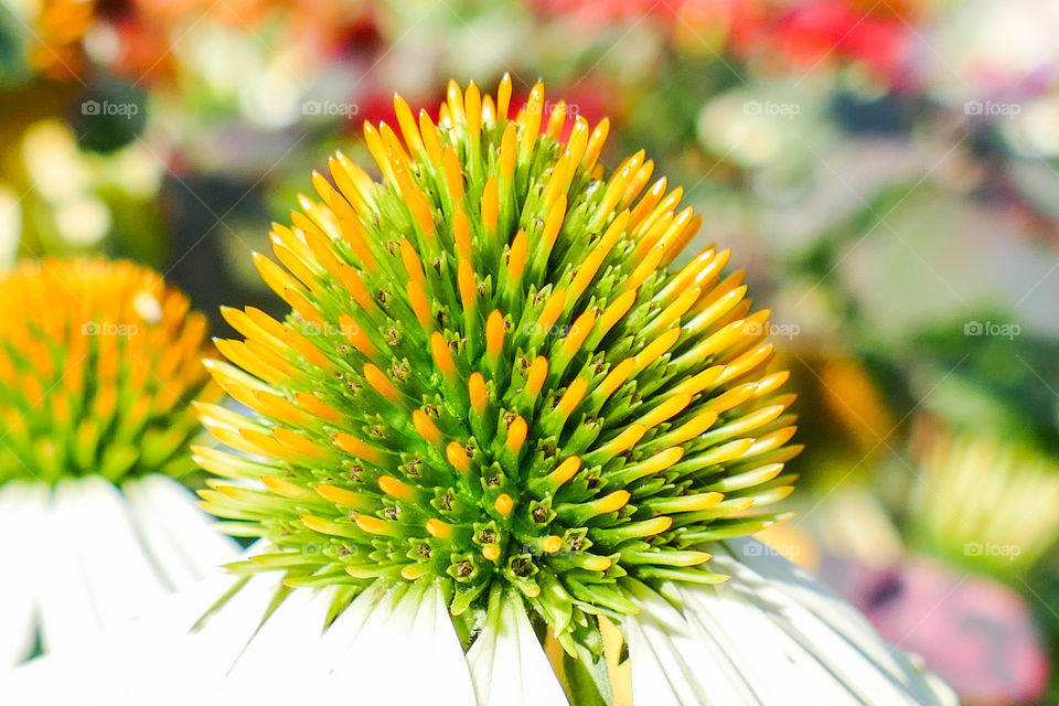 Echinacea pallida, pale purple coneflower