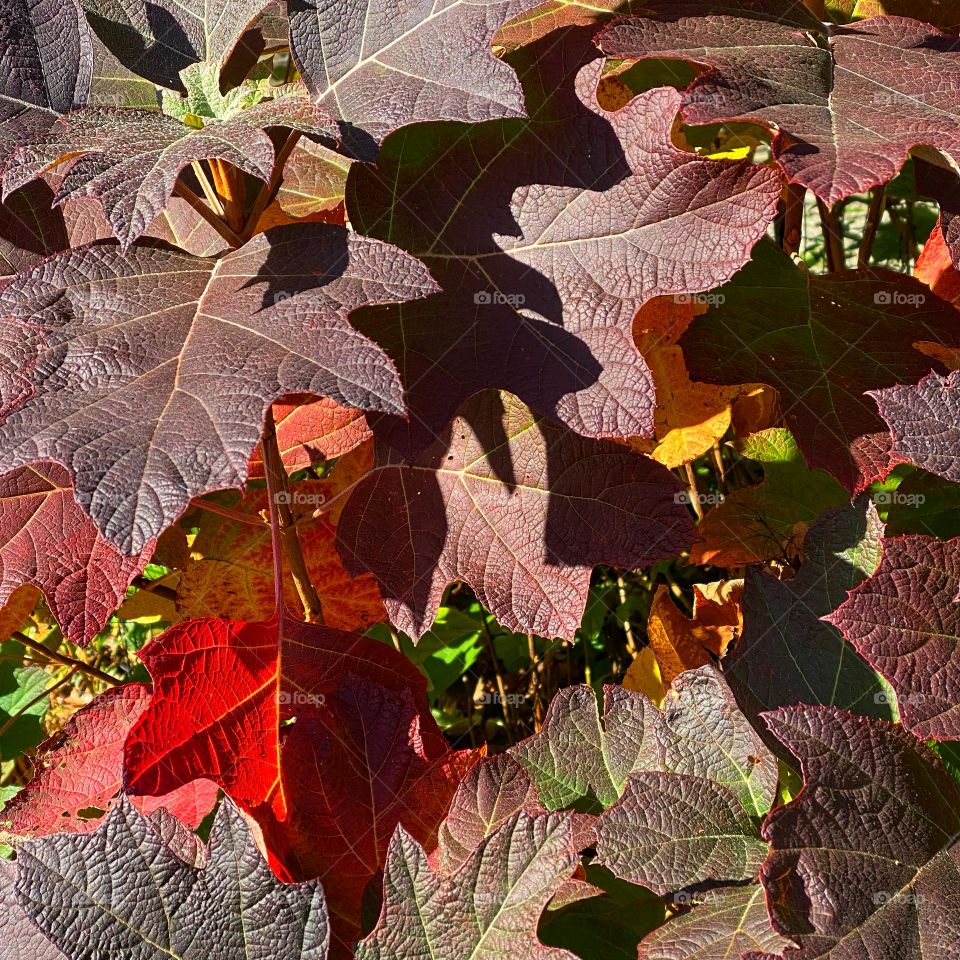 Mapleleaf viburnum leaves in autumn sunshine 