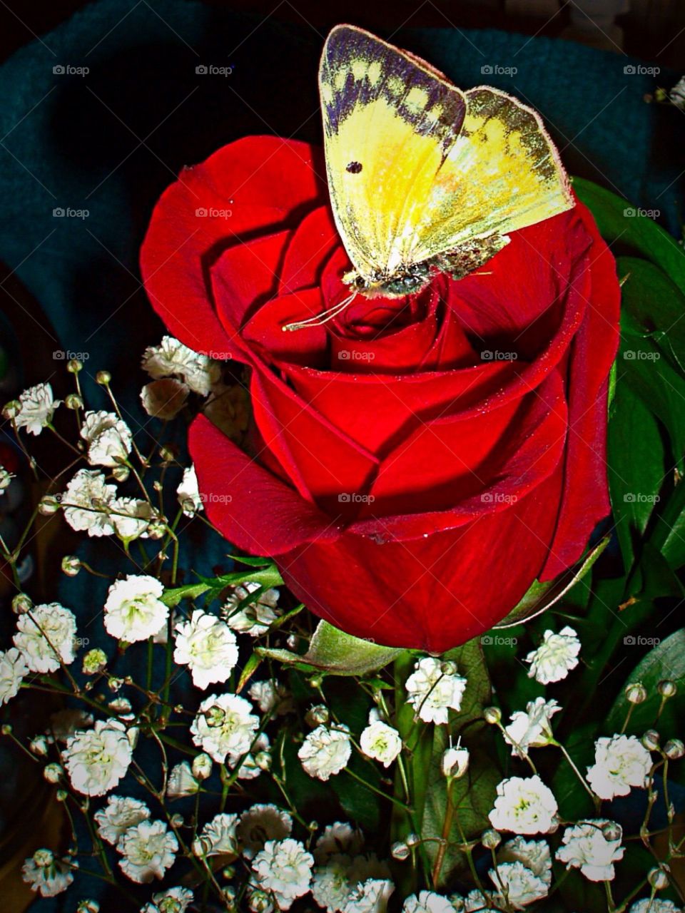 My Red Rose. Butterfly lands on My Red Rose