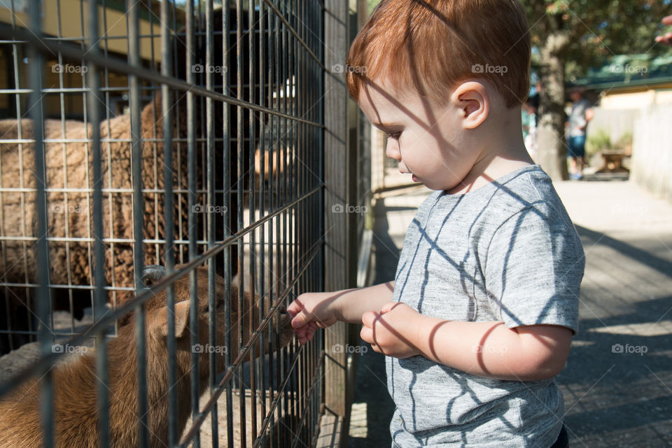 Feeding a goat