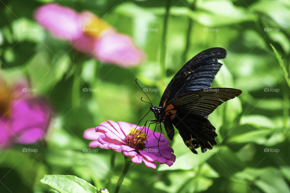 Black Butterfly on Pink Zinnia Bright colors in garden.