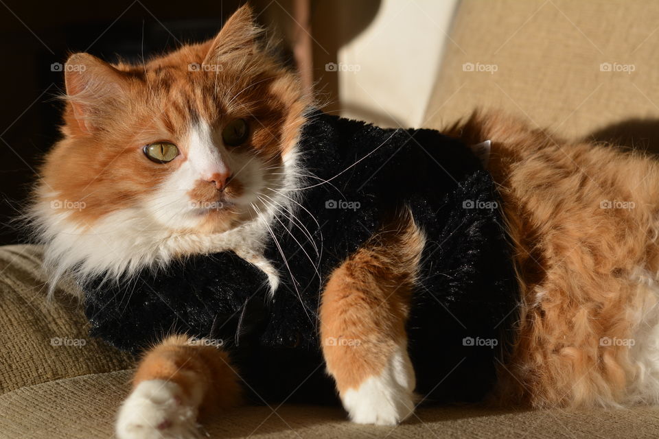 cat in sweater cozy funny portrait