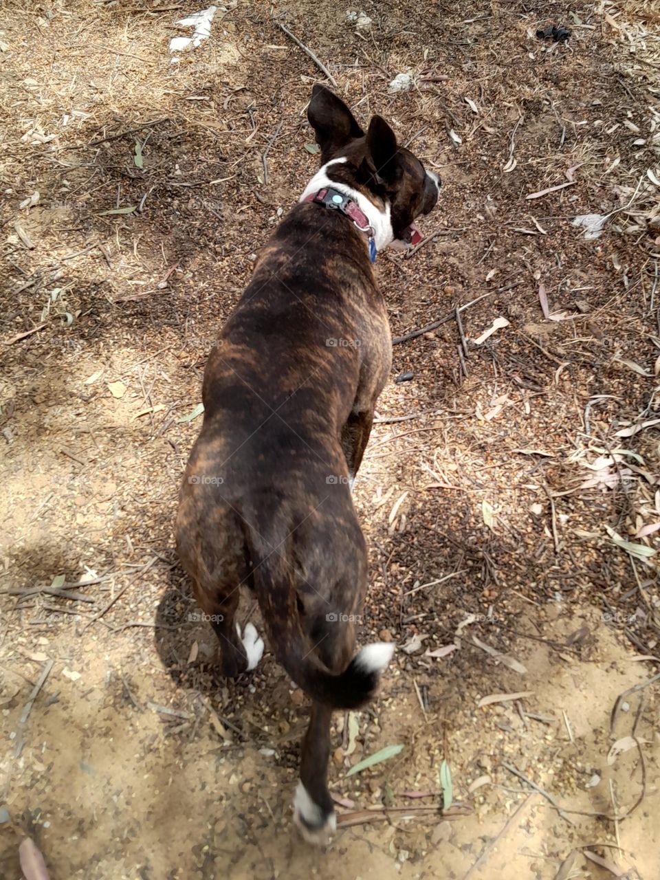 a dog, exploring unknown land of where a scent trail must be followed, and I must follow her.