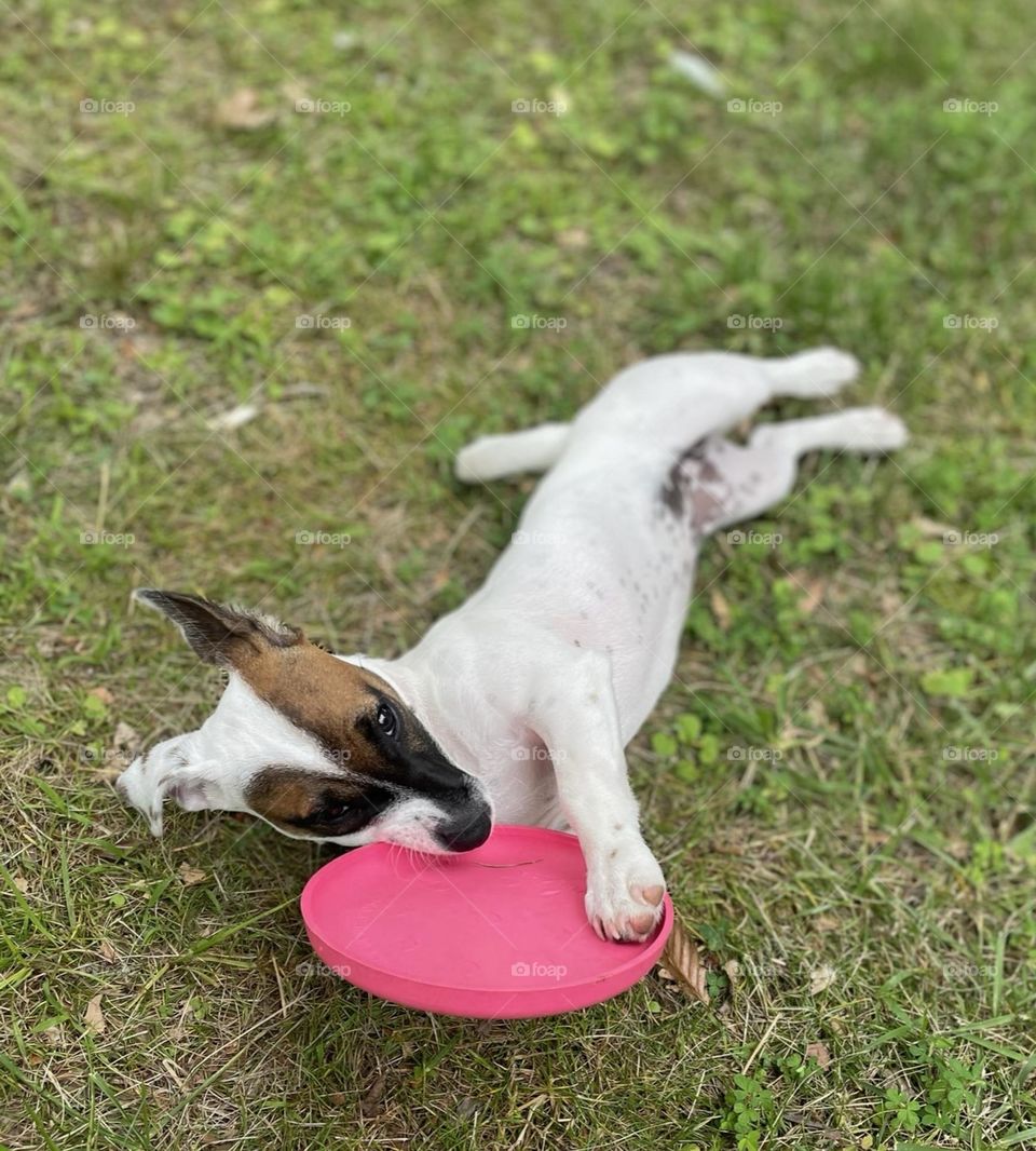 Piri-Piri the Jack Russell puppy plays with frisbee