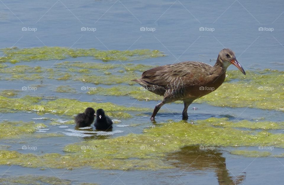 California Clapper Rail #5