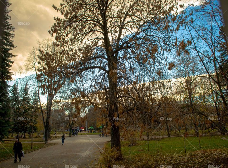 Autumn in the park