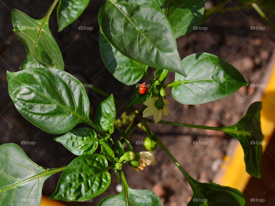 green leaves and ladybug spring time