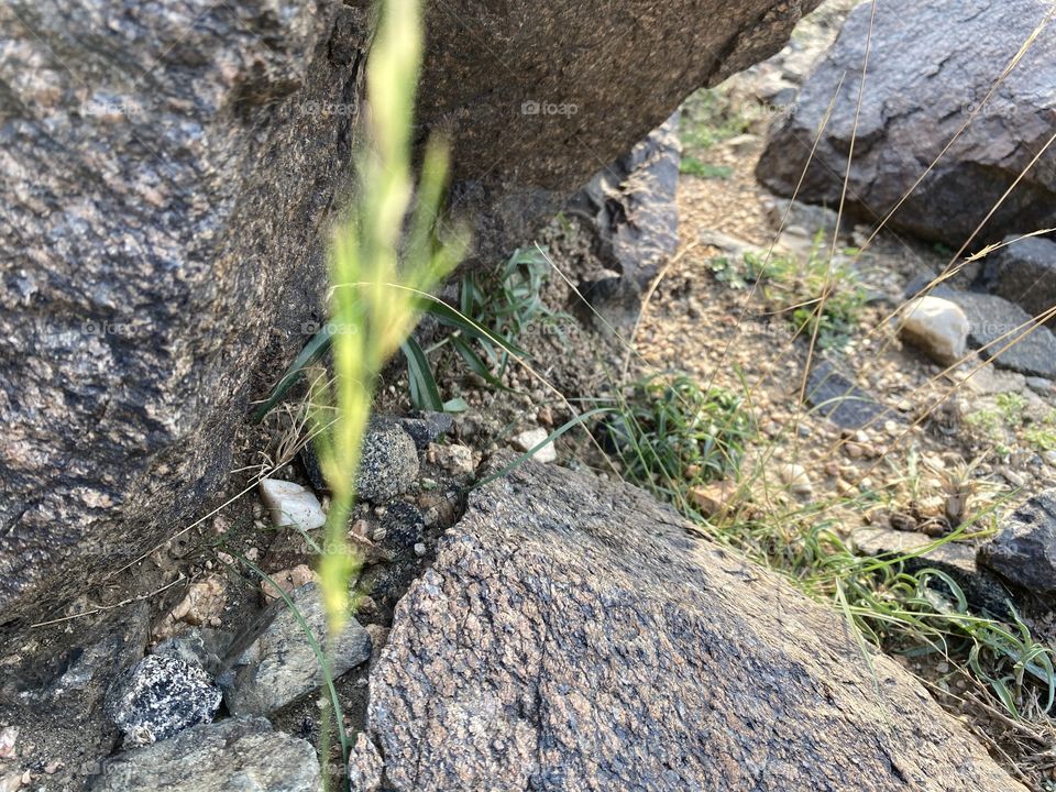 in the beloved land of taif , favorite photo for me 