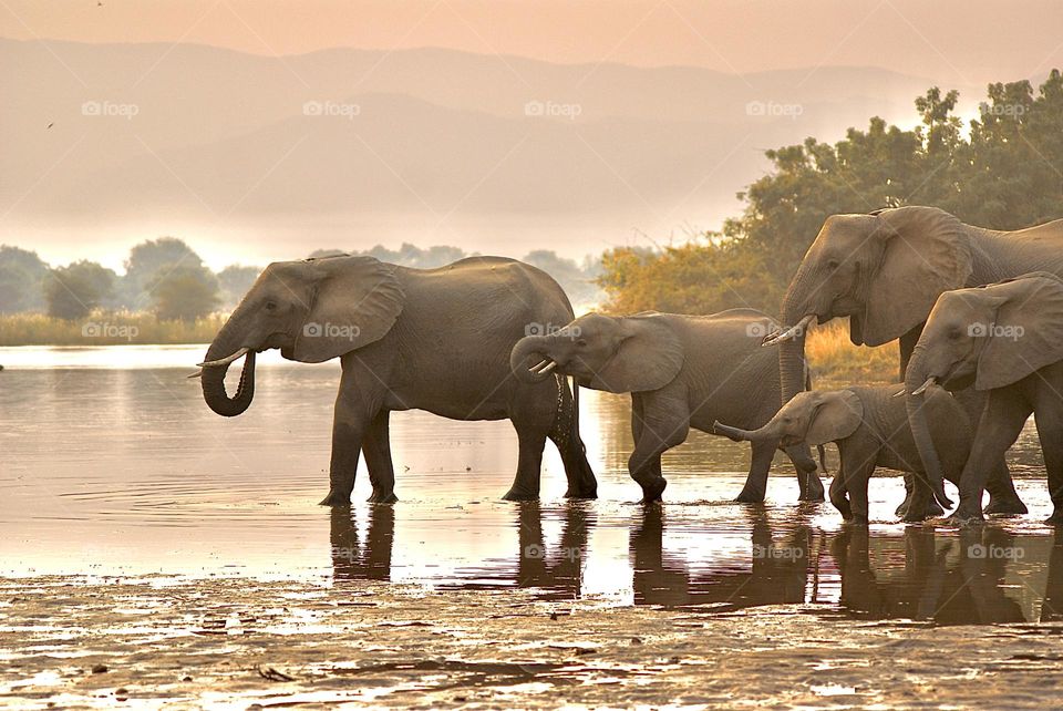 A herd of elephant at sunset 