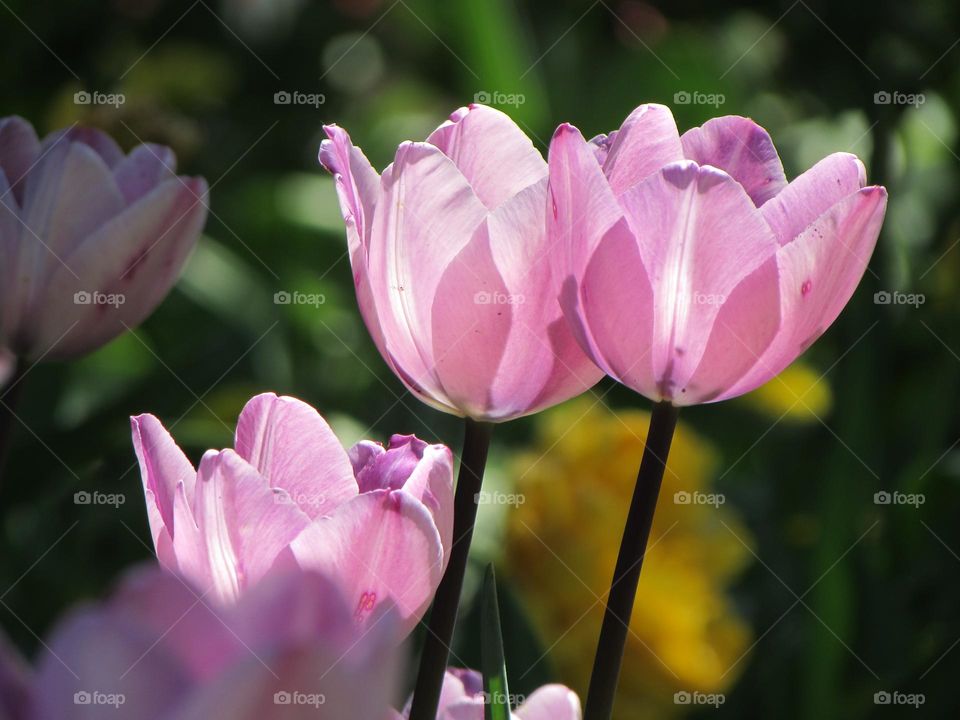 Pink tulips illuminated by the sun