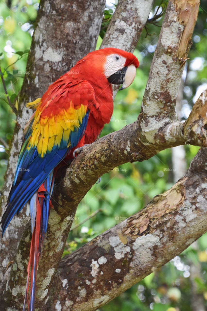 I took this picture of this majestic guacamaya while traveling through the Selva Lacandona, in Chiapas, Mexico. I spent my new year’s eve there, sleeping in tents and discovering the jungle and all of it’s wonders.