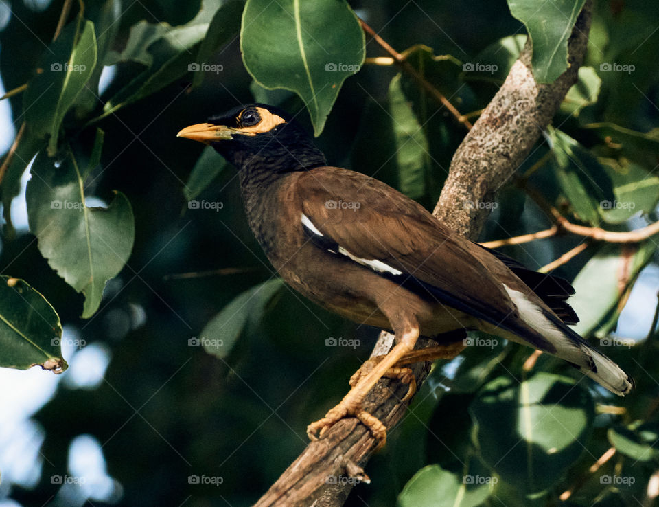 Bird photography  - indian  mynaa