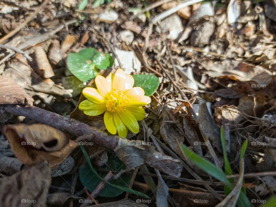 spring buttercup flower.