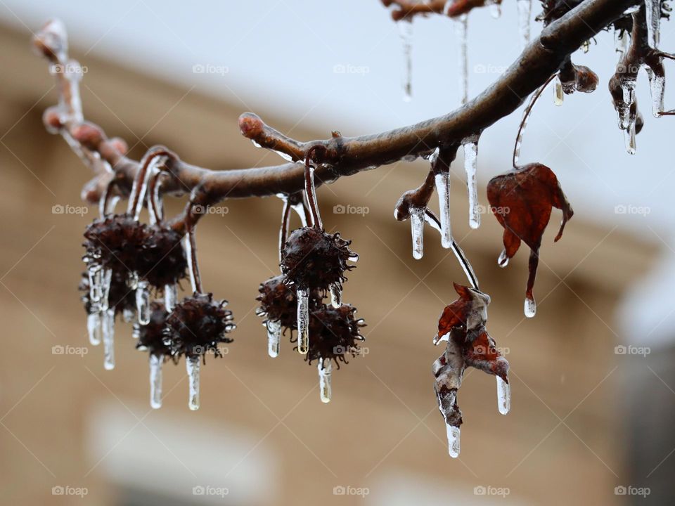 freezing rain on branch