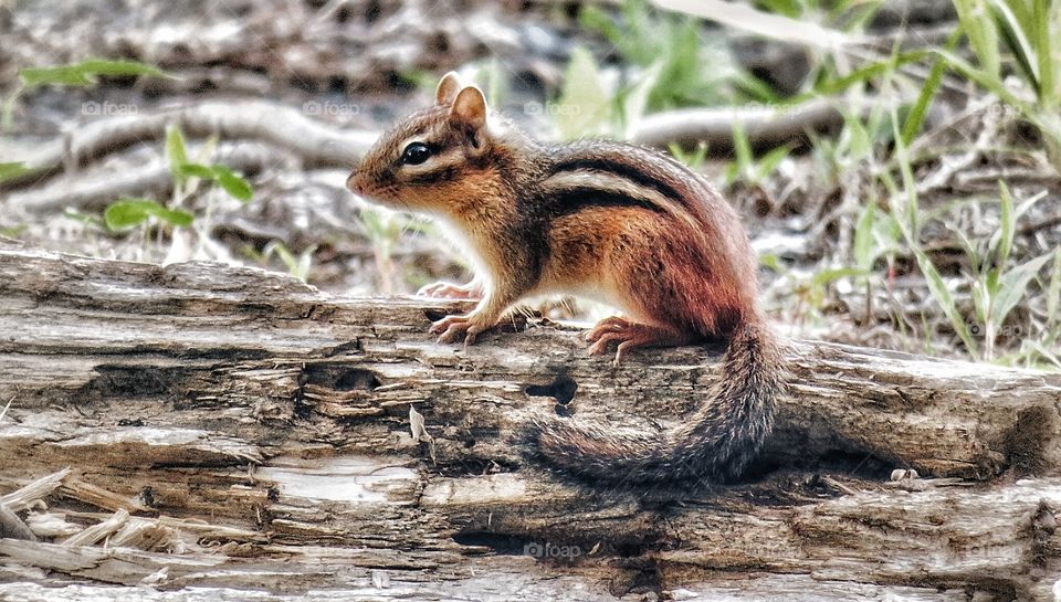  Chipmunk Boucherville Québec 