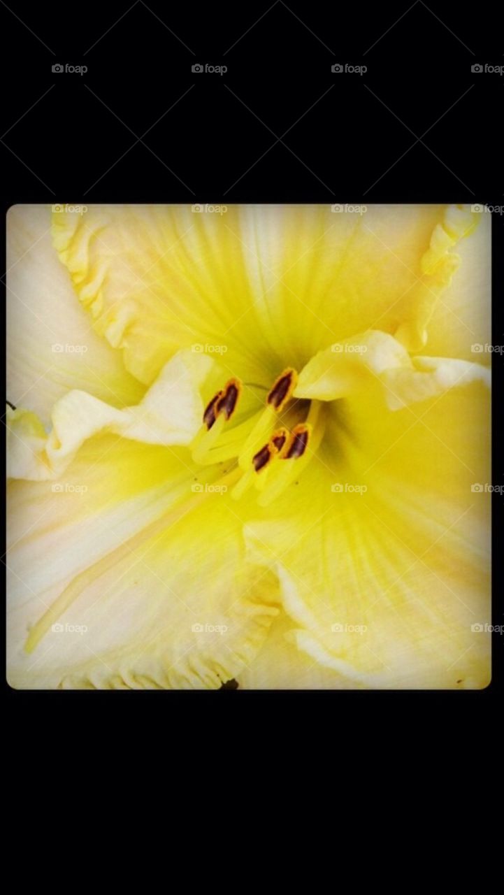 Yellow Lilly 