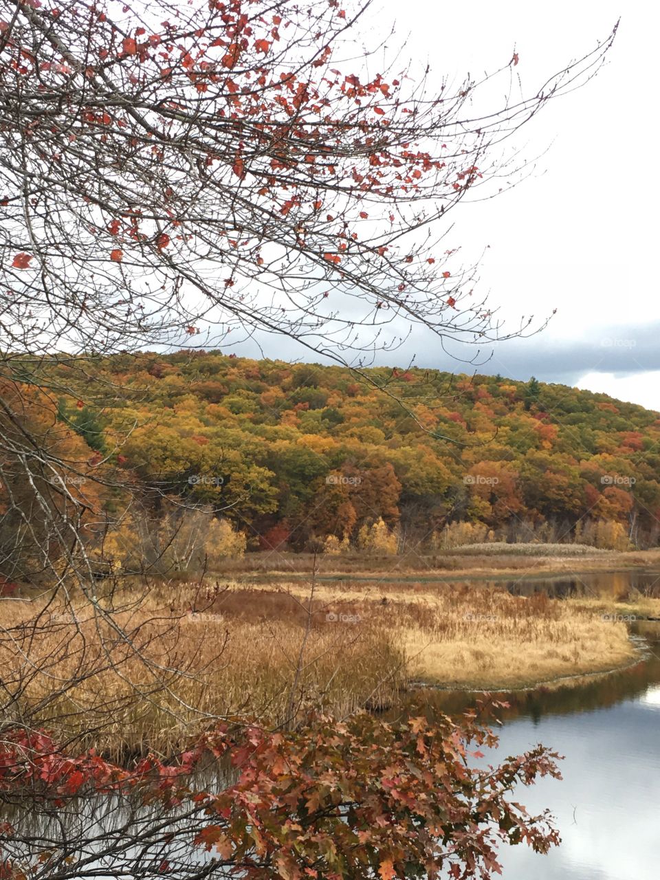 Scenic view of a forest during autumn