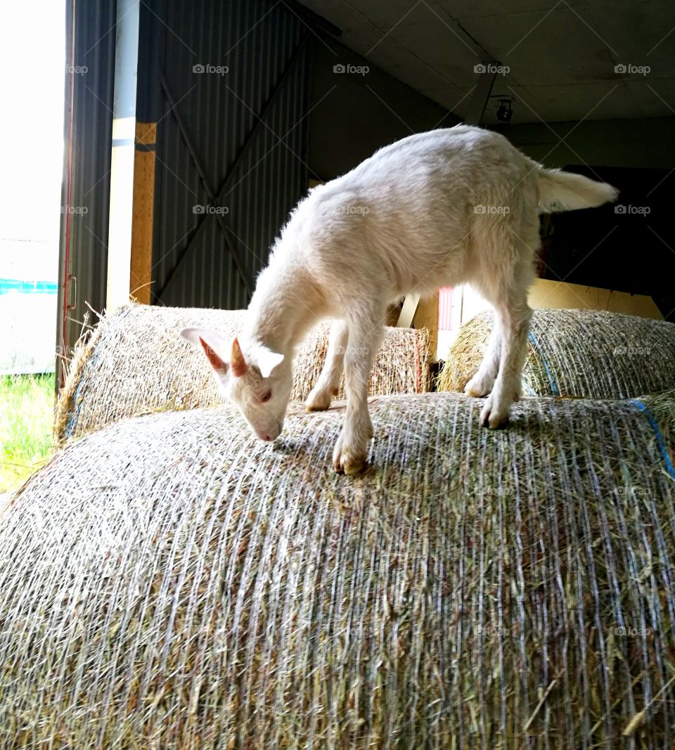 goat on hay