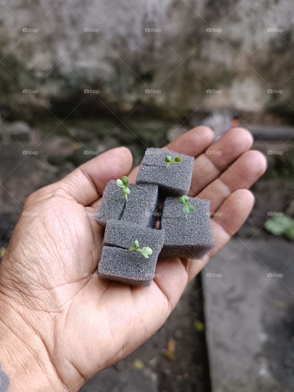 using Styrofoam for plantings