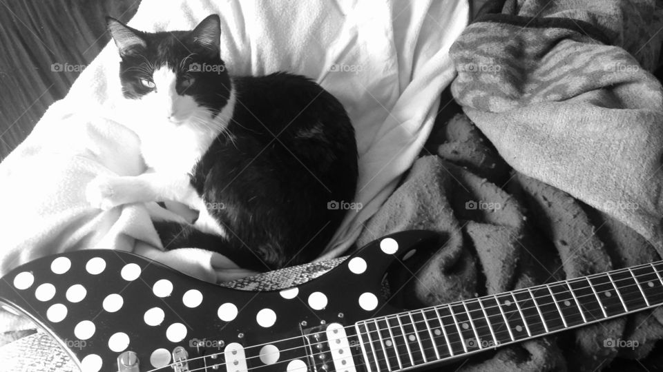 Guitar cat