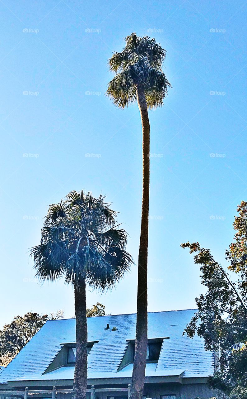 Cold palms 