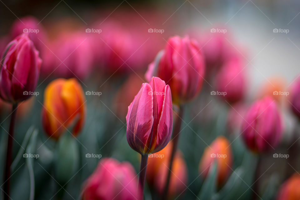 Field of pink tulips