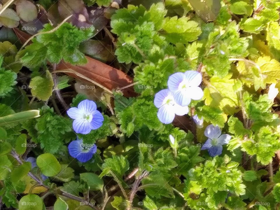 tiny blue flowers