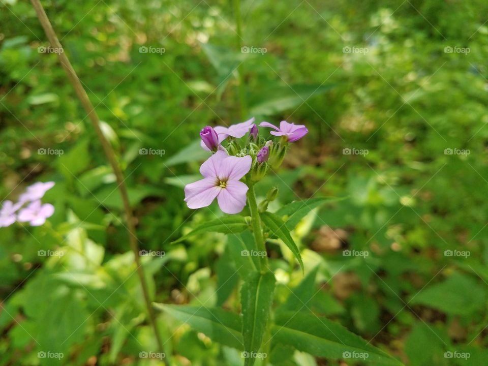 Purple wild flower found in NJ park
