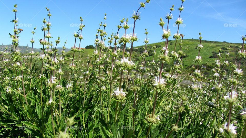 Wild field  flowers