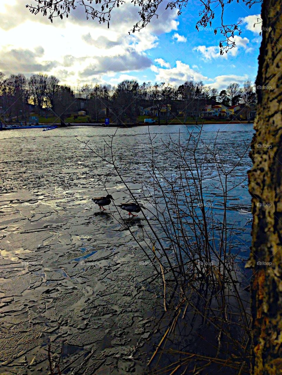 Ducks on the ice!