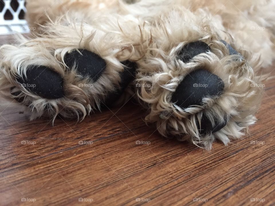 Furry feet
