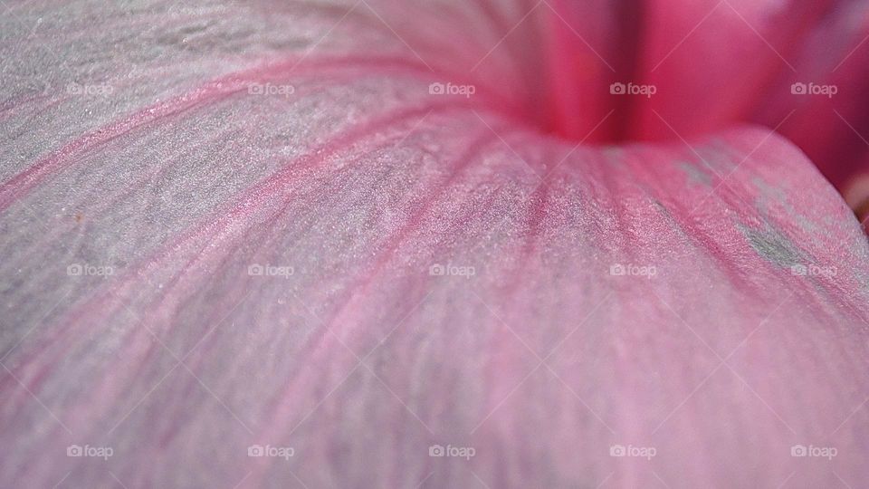 Petal of a flower