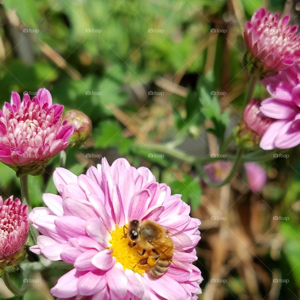 mums and a bee