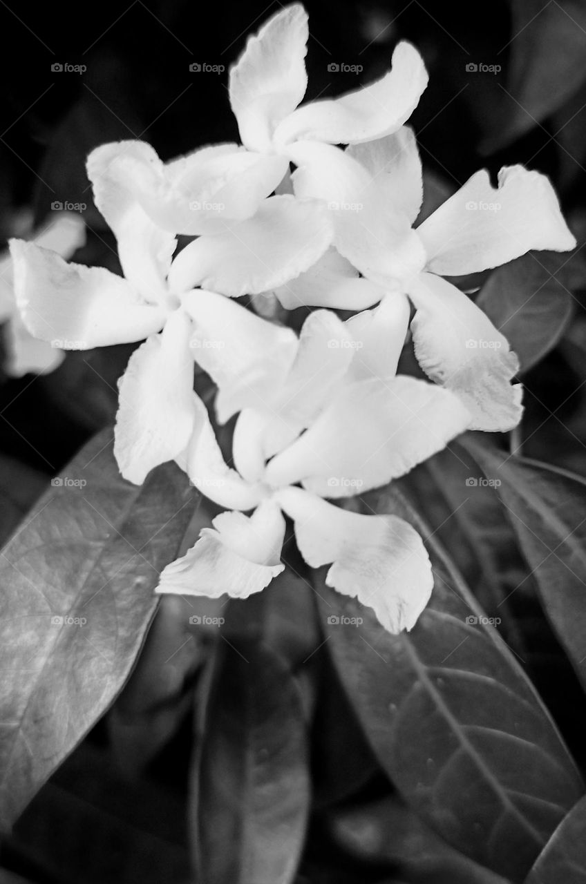 Plantas con flores blancas a banco y negro.