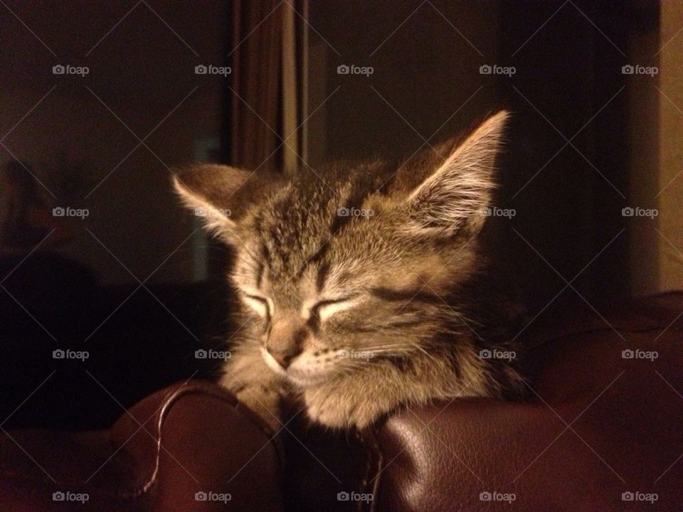 cat pet sleepy kitten by jtina823